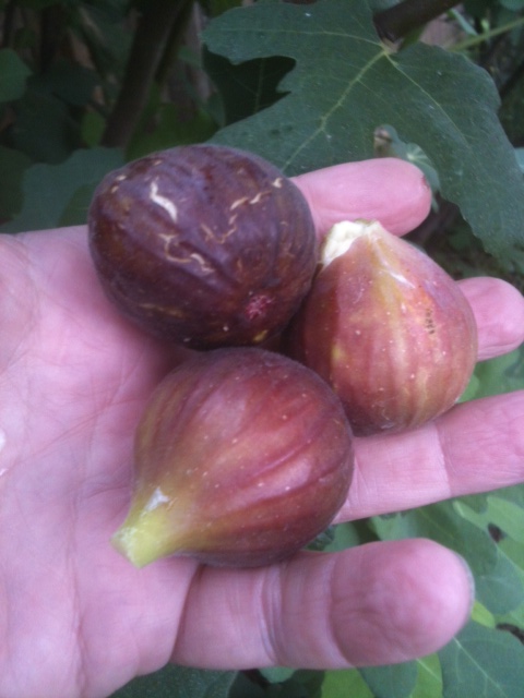 figs