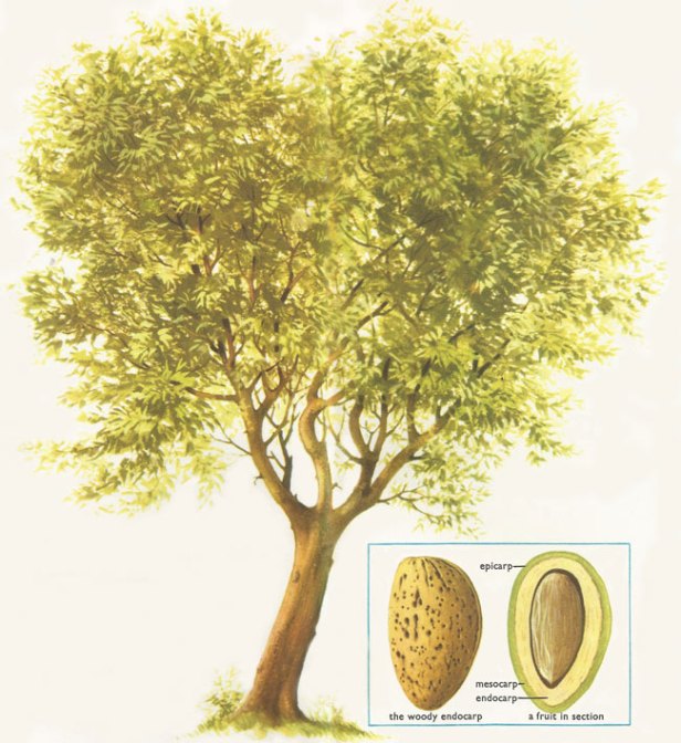 almond_tree